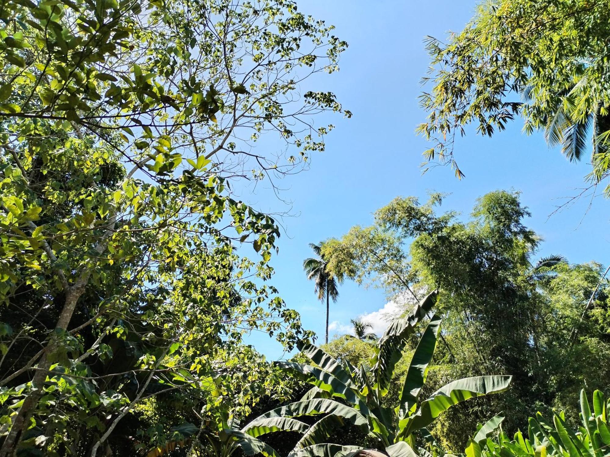 Forest Camp El Nido Exterior photo